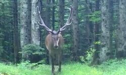 Bursa’da kızıl geyik görüntülendi