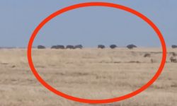 Çınar'da yabani domuz sürüsü görüntülendi