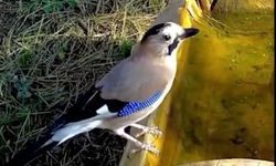 Fotokapanlar Uludağ’da Alakarga'yı görüntüledi