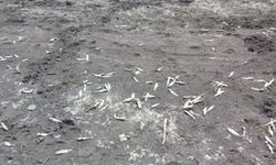 Gaziantep'te suların çekilmesi sonucu balık ölümleri gerçekleşti