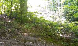 Görülmesi zor yaban kedisi Bursa'da görüntülendi