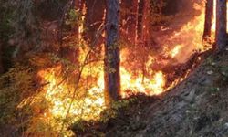 Kırklareli'nde orman yangını