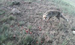 Kızıl tilki fotokapana yakalandı