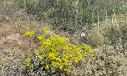 Malatya'da şifa arayanlar dağları gezerek kantaron topluyor