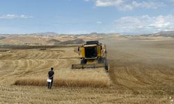 Palu’da hububat hasadı başladı