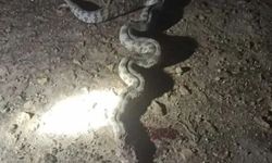 Şanlıurfa’da yılan paniği: Evin bahçesinde görüldü