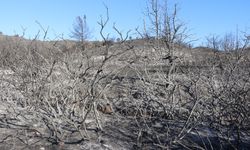 Seferihisar'da yangından geriye kül yığını kaldı