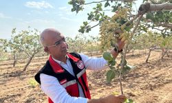 Siirt'te fıstık bahçeleri aşırı sıcaklardan etkilendi