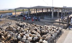 Tarım ve Orman Bakanlığından "yapay et" iddialarına yanıt