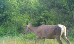 Türkiye’nin en büyük geyik türü olan kızıl geyik, Bursa'da görüntülendi