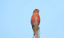 Uludağ'da nadir kuş türlerinden çam çaprazgagası görüntülendi