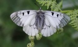 Uludağ'da nesli tehlike altında olan kelebek görüntülendi