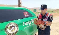 Yaralı halde bulunan şahin koruma altına alındı