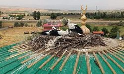 Yuvadan düşen leylek yavrusu kurtarıldı