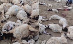 Aç kalan kurtların girdiği ahırda 111 koyunu telef oldu