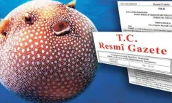 Balon balığı avcılığına yeni destek... Ödemeler artıyor!