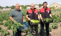 Ağrı'da sebze çeşitliliğinin artması için verilen fidelerin ürünleri hasat edildi