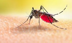 Avrupa'da Batı Nil virüsü alarmı