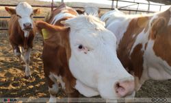 Bakanlıktan şap hastalığı açıklaması