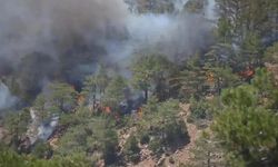 Bartın’da orman yangını