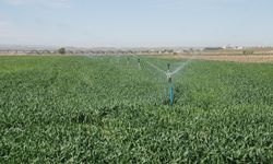 Batman'da zorunlu genel tarım sayımı başladı