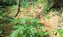 Bingöl'de 1.696 kök kenevir ele geçirildi