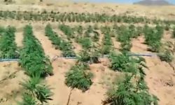 Bingöl'de 23 bin kök kenevir ele geçirildi