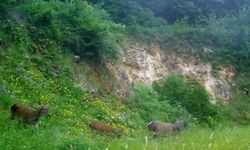 Bursa ormanlarında üç kızılgeyik foto kapanla görüntülendi