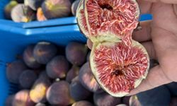 Bursa Siyah İnciri’nde ihracat krizi