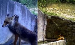 Bursa’da aynı çeşmeden su içen tilki ve sincap, foto kapanla görüntülendi