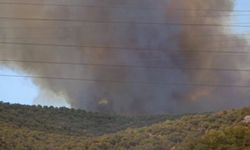 Bursa’da ormanlık alanında yangın