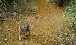 Bursa’da yaban kedisi foto kapanla görüntülendi