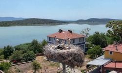  Bursa’dan Filistin’e kanat açan yavru leylek, İslam dünyasına mesaj verdi