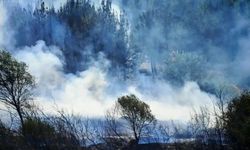 Çanakkale Gelibolu'daki orman yangını kontrol altına alındı