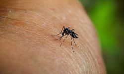 Chikungunya virüsü hızla yayılıyor: 16 Ülkede 240 binden fazla vaka