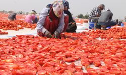 Diyarbakır'ın kavurucu sıcaklığında kurutma mesaisi