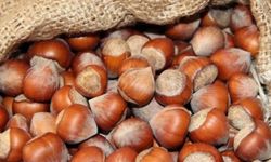 Fındık alım fiyatları belirlendi