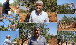 Fıstık üreticisi: Rekolte düşük, fiyatlar iyi