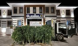 Gaziantep'te kenevir operasyonu: 2 tutuklama