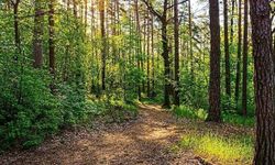 Gaziantep'te ormanlık alanlara girişler yasaklandı