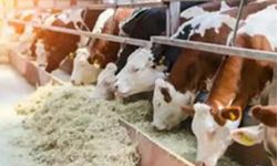 Hayvan desteklemeleri için başvuru süreci başladı