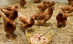 Haziranda tavuk eti üretimi arttı, yumurta üretimi azaldı