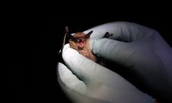 İspanya'da kuduz vakalarında artış