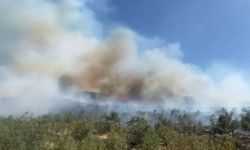 İzmir Seferihisar’da orman yangını