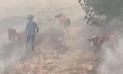 Malatya'da orman yangını: Bölgedeki hayvanlar tahliye edildi