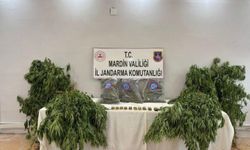 Mardin’de uyuşturucu operasyonunda bir şahıs tutuklandı 