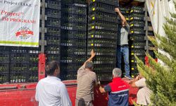 Marul ve karnabahar fidesiyle atıl araziler yeniden üretime kazandırılıyor