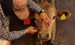 Meksika’da et yiyen kurtçuk vakaları kontrolden çıkıyor