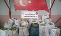 Şanlıurfa’da Antep fıstığı hırsızlığı operasyonu