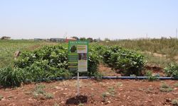 Şanlıurfa’da ata tohumlarıyla yerel üretim destekleniyor